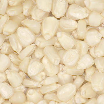 White CORN Maize 25 kg