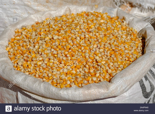 Yellow CORN Maize 25 kg